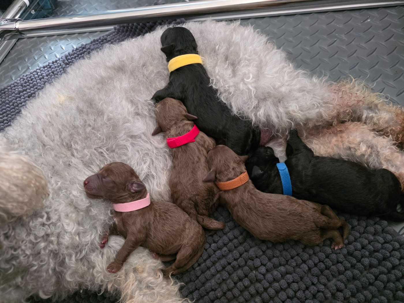 Chiot Bedlington Terrier Tales Of Suspense