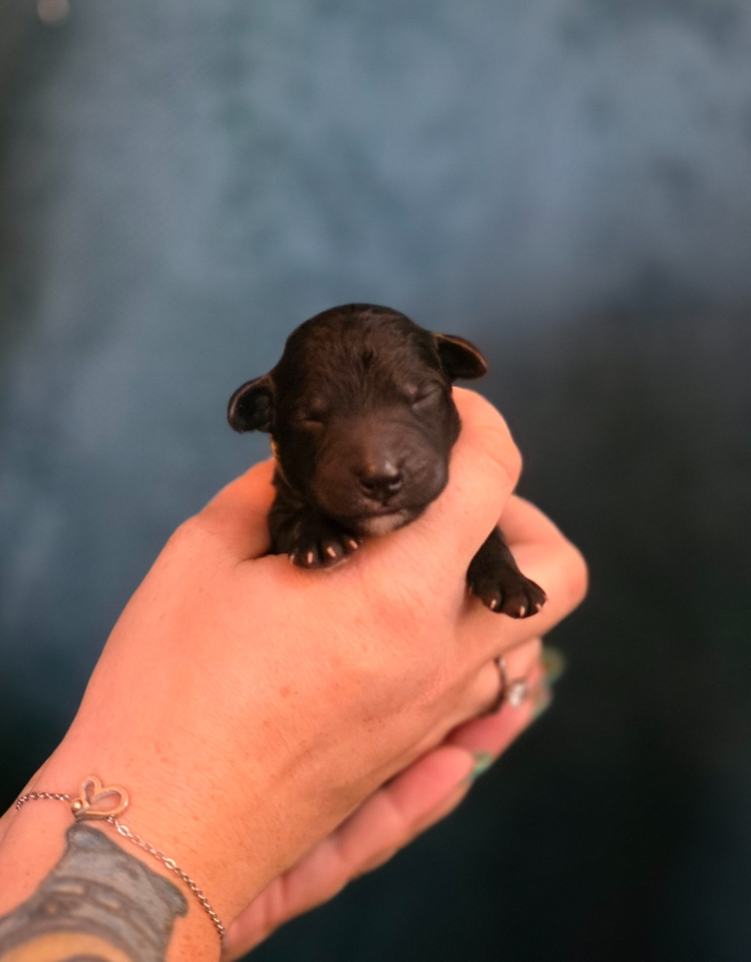 Tales Of Suspense - Chiots disponibles - Bedlington Terrier