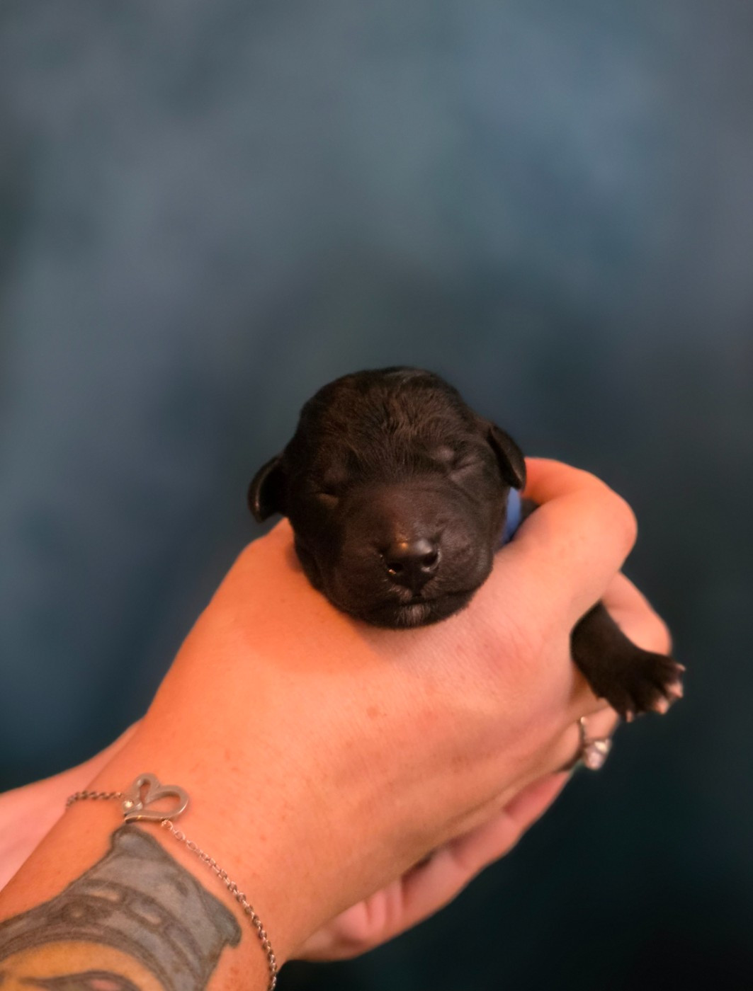 Tales Of Suspense - Chiots disponibles - Bedlington Terrier