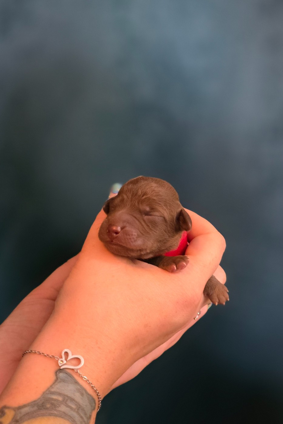 Tales Of Suspense - Chiots disponibles - Bedlington Terrier