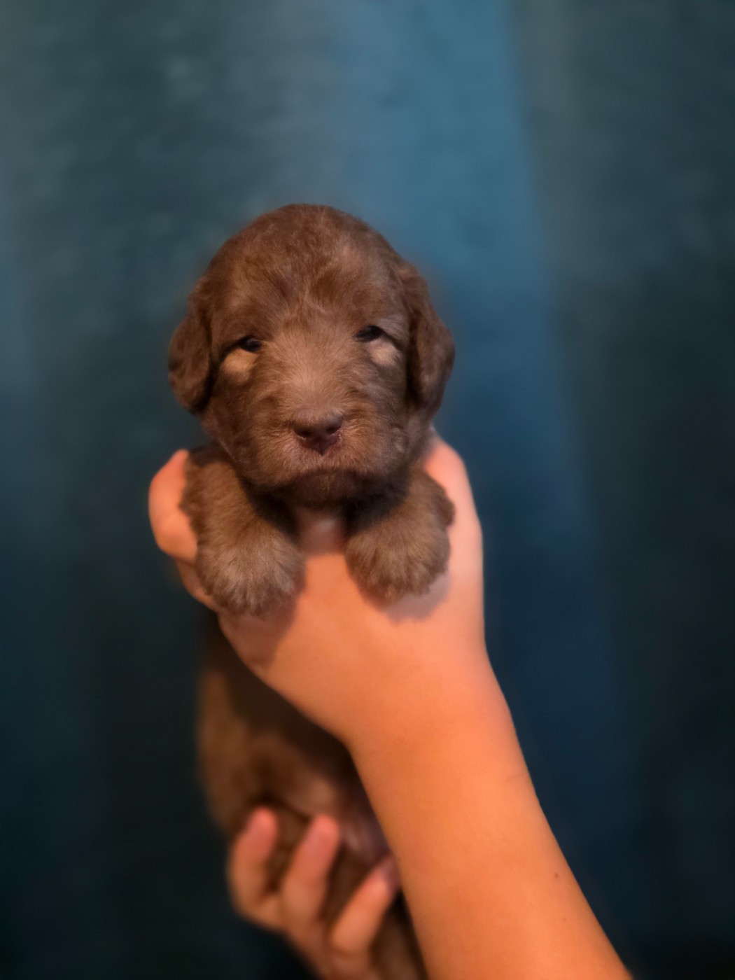 Tales Of Suspense - Chiots disponibles - Bedlington Terrier