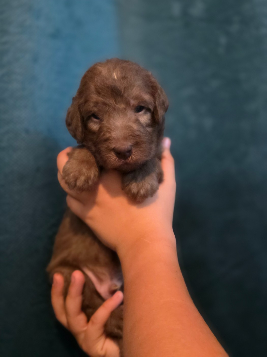 Tales Of Suspense - Chiots disponibles - Bedlington Terrier