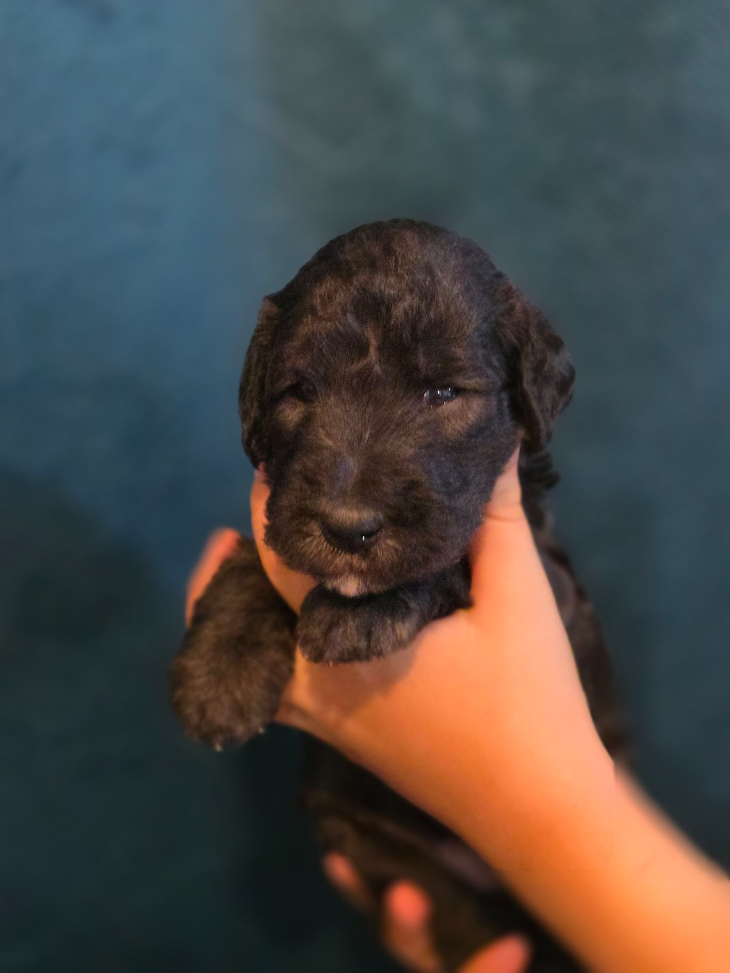 Tales Of Suspense - Chiots disponibles - Bedlington Terrier